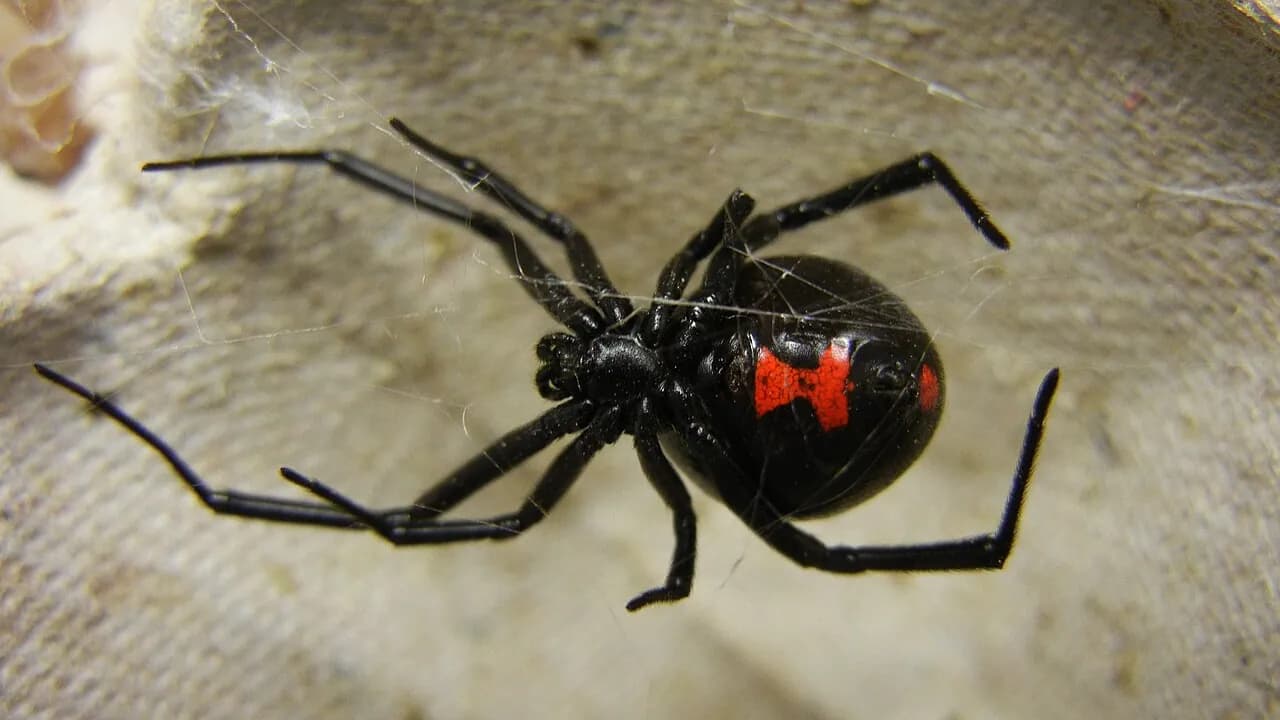 Black Widow Spider Identification: Spotting the Red Hourglass