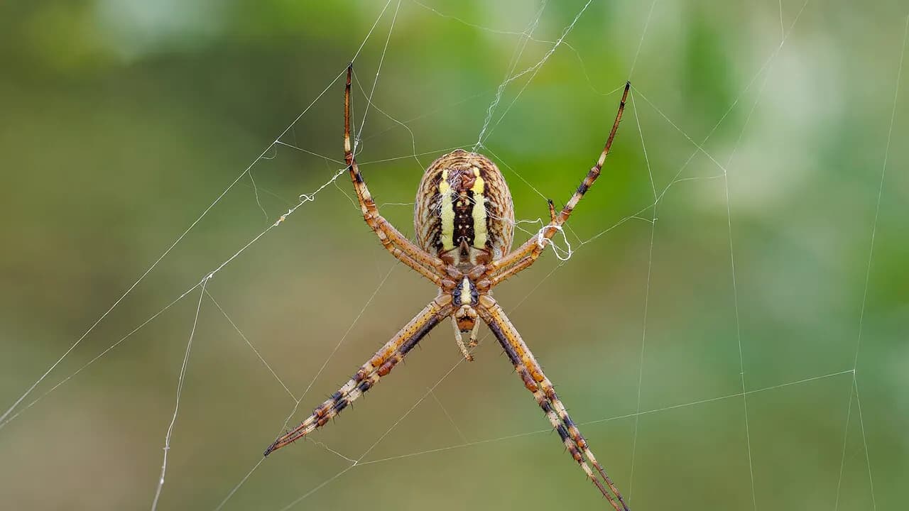 How an AI Spider Identifier Works (From Photo to Species in Seconds)