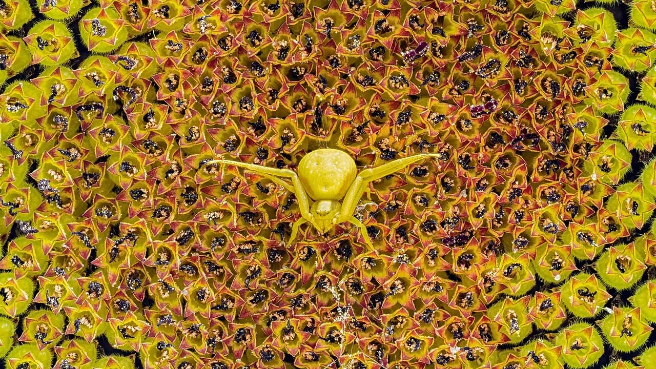 How to Take the Perfect Spider Photo for AI Identification