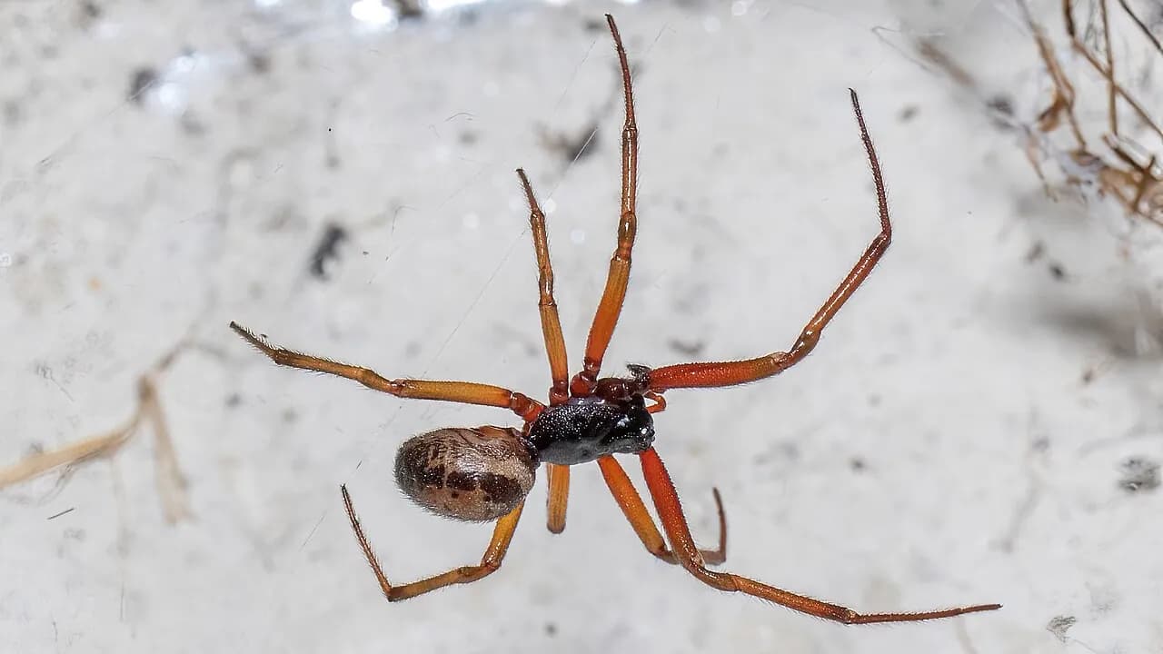 Spider Bites: How to Identify, Treat and When to Worry