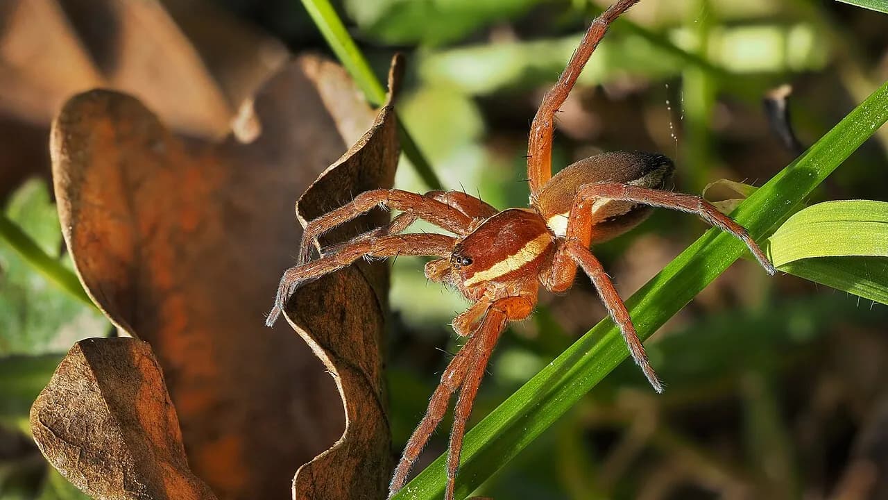 Wolf Spider vs House Spider: How to Tell Them Apart