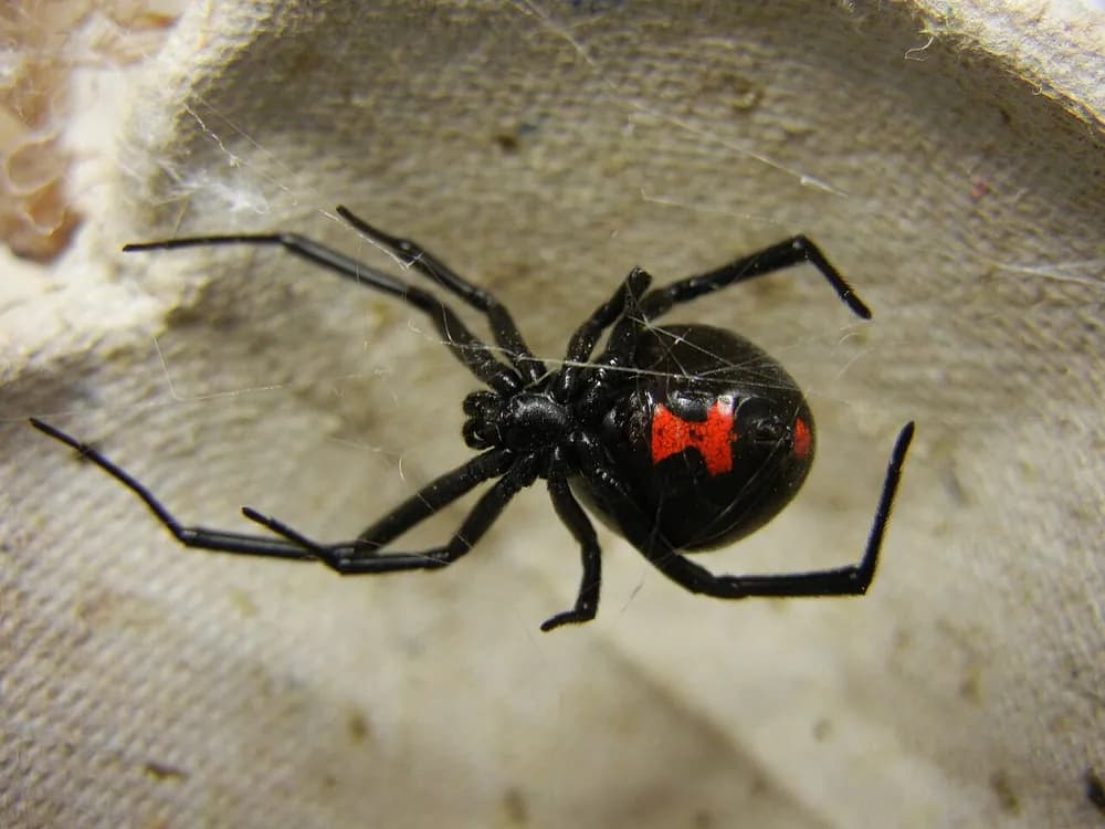 Black Widow (Latrodectus mactans)