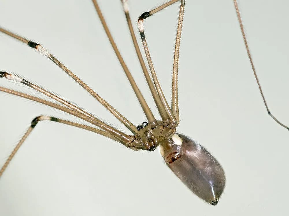 Daddy Long-Legs (Cellar Spider) (Pholcus phalangioides)
