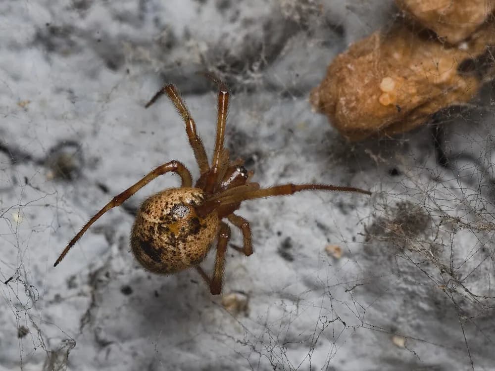 Common House Spider (Parasteatoda tepidariorum)