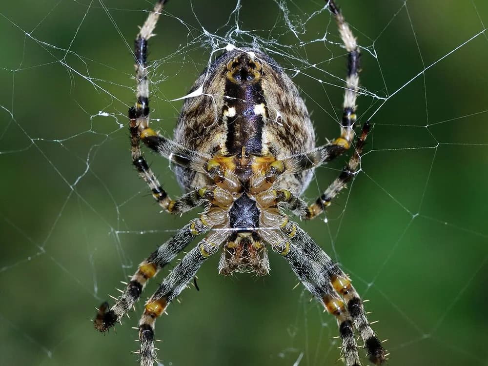 European Garden Spider (Araneus diadematus)