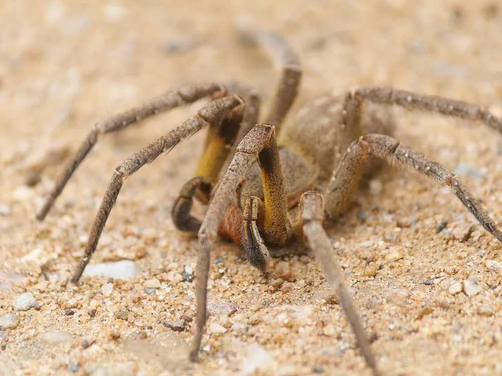 Brazilian Wandering Spider (Phoneutria species)