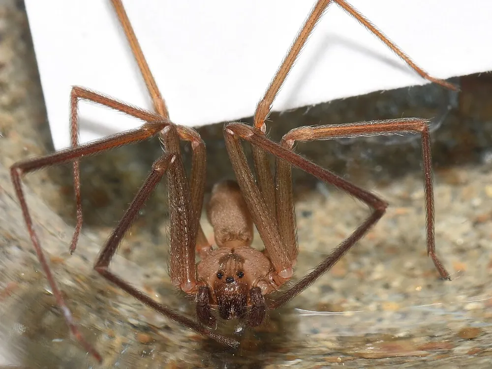 Brown Recluse (Loxosceles reclusa)