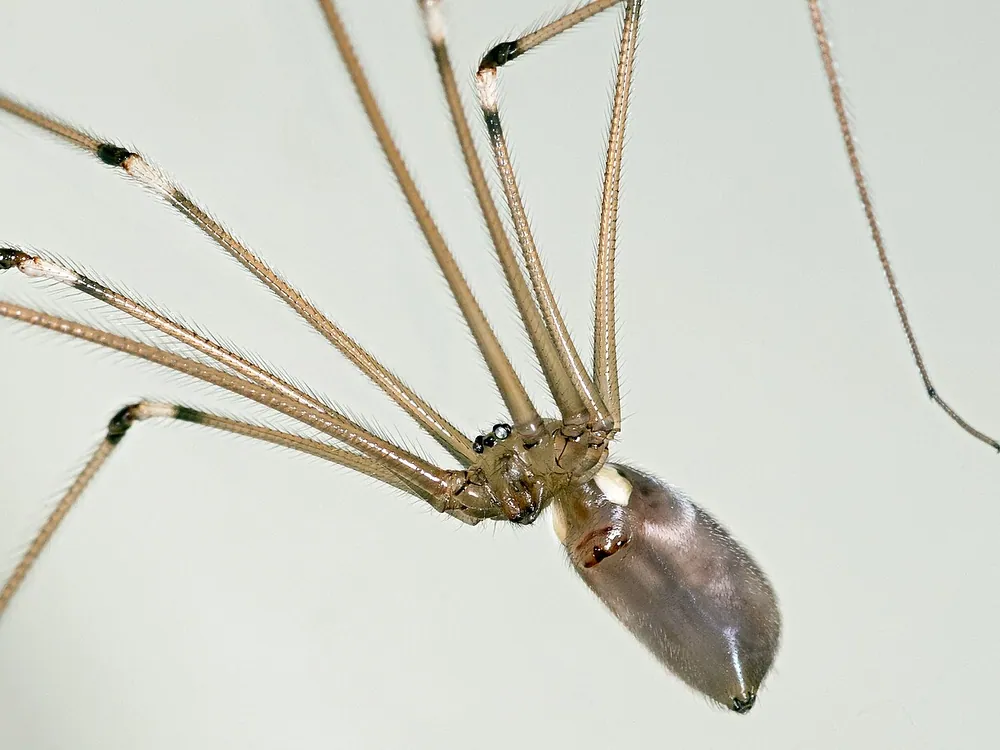 Daddy Long-Legs (Cellar Spider) (Pholcus phalangioides)