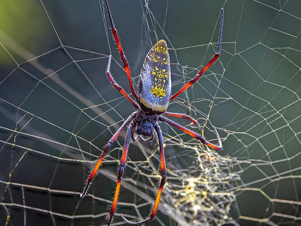 Golden Silk Orb-Weaver (Trichonephila clavipes)