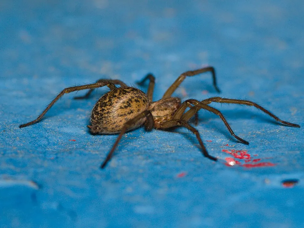 Hobo Spider (Eratigena agrestis)