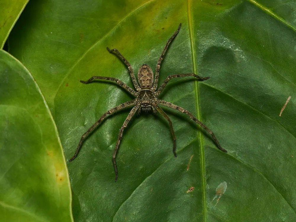 Huntsman Spider (Heteropoda venatoria)