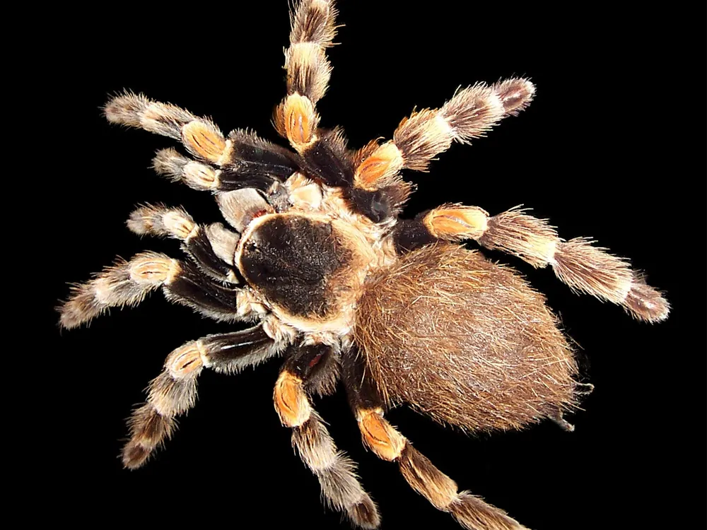 Tarantula (Theraphosidae family)